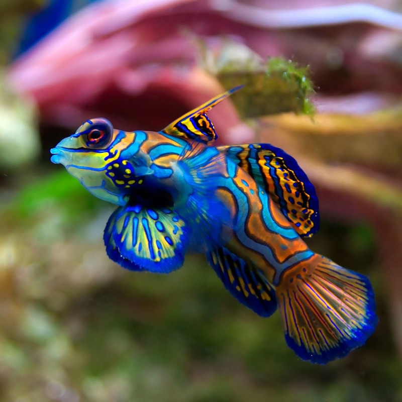 Chelmon rostratus - Copperband Butterflyfish