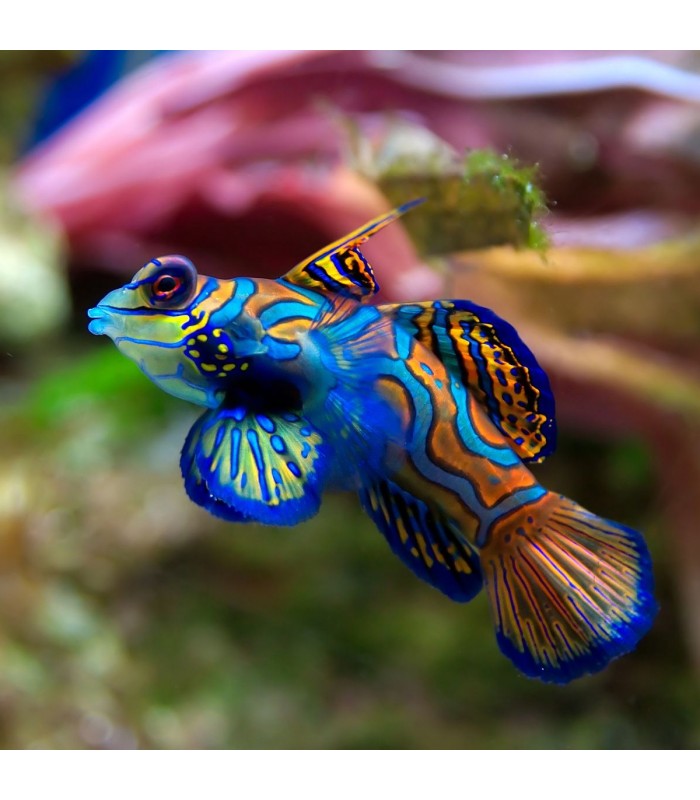 Chelmon rostratus - Copperband Butterflyfish