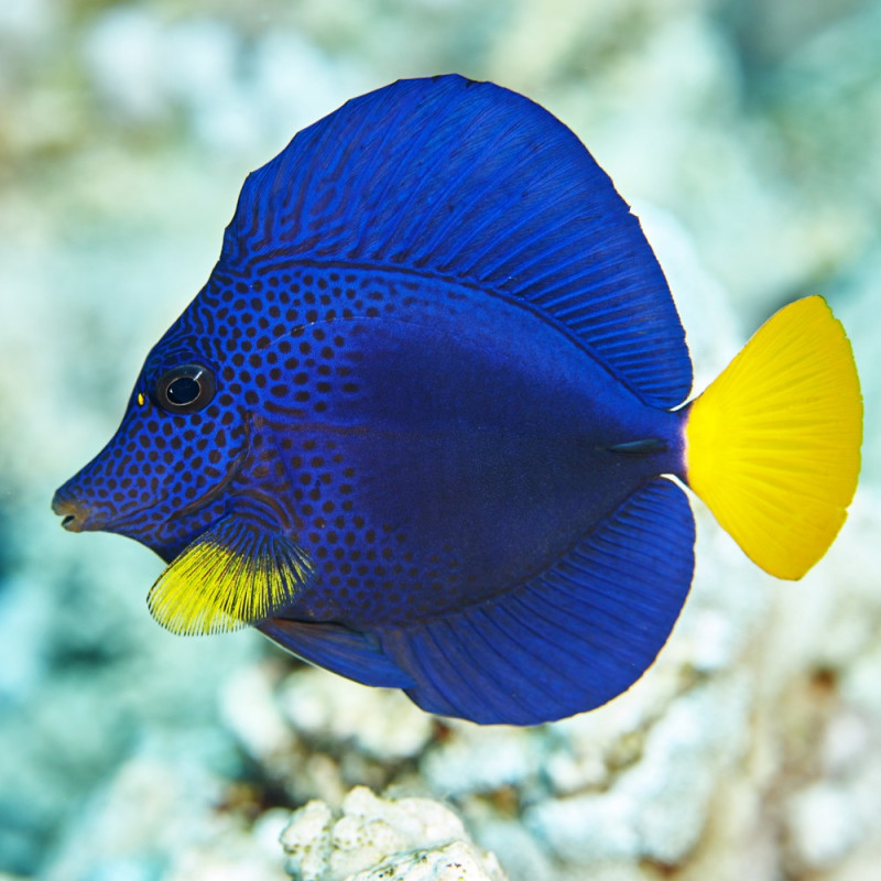 Zebrasoma Xanthurus / Xanthurum (aka Purple Tang)