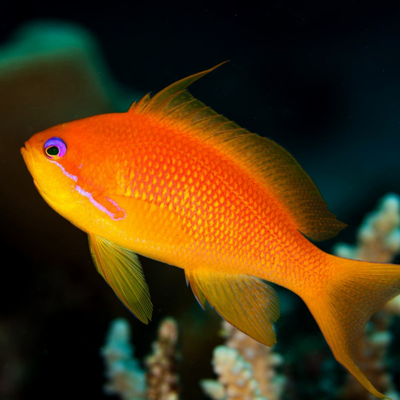 Pseudanthias squamipinnis - Lyretail Anthias