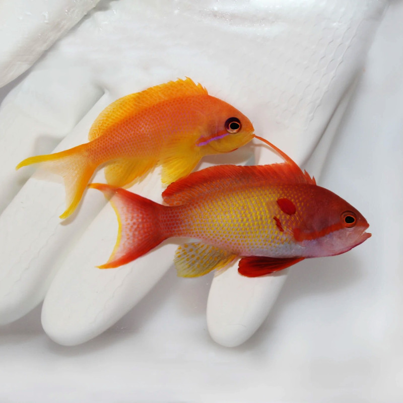 Pseudanthias squamipinnis - Lyretail Anthias Pseudanthias squamipinnis - Lyretail Anthias