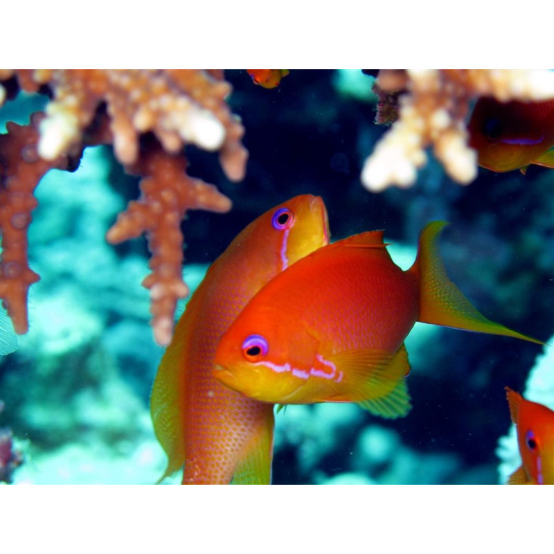 Pseudanthias squamipinnis - Lyretail Anthias Pseudanthias squamipinnis - Lyretail Anthias