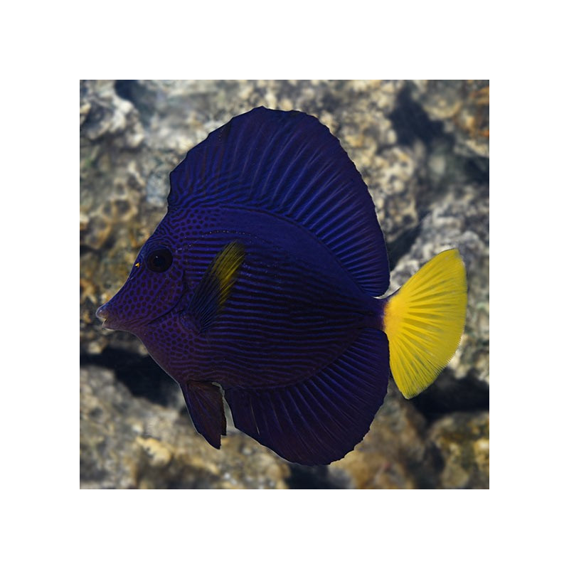 Zebrasoma Xanthurus / Xanthurum (aka Purple Tang)