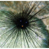 Diadema setosum - Porcupine Urchin