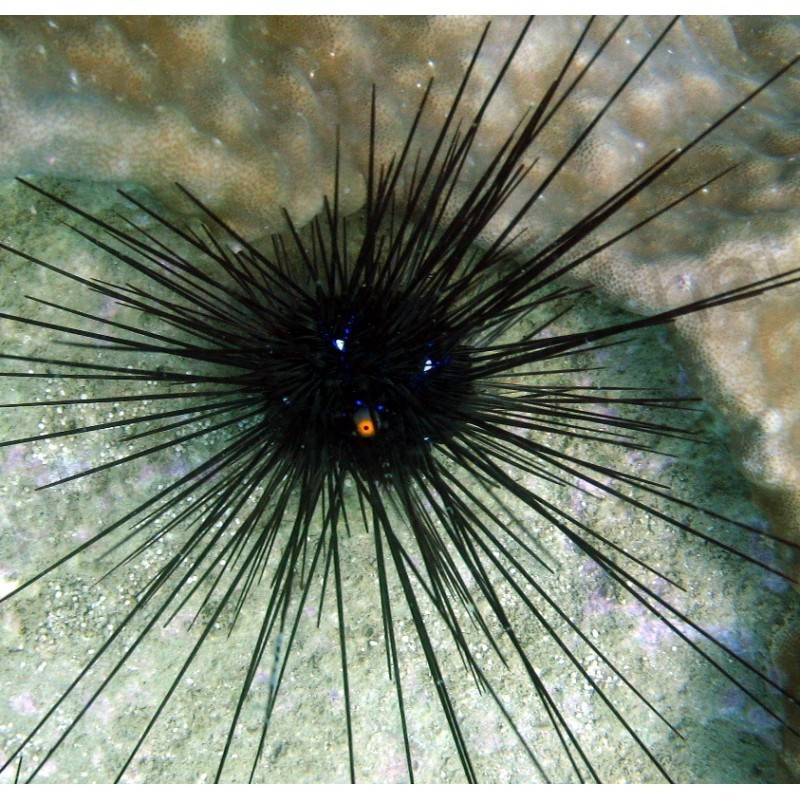 Diadema setosum - Porcupine Urchin