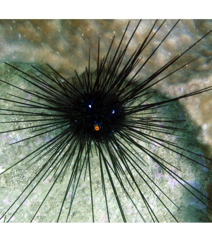 Diadema setosum - Porcupine Urchin