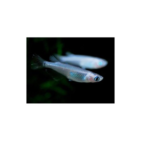 Oryzias latipes Miyuki