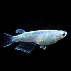 Oryzias latipes Miyuki Oryzias latipes Miyuki