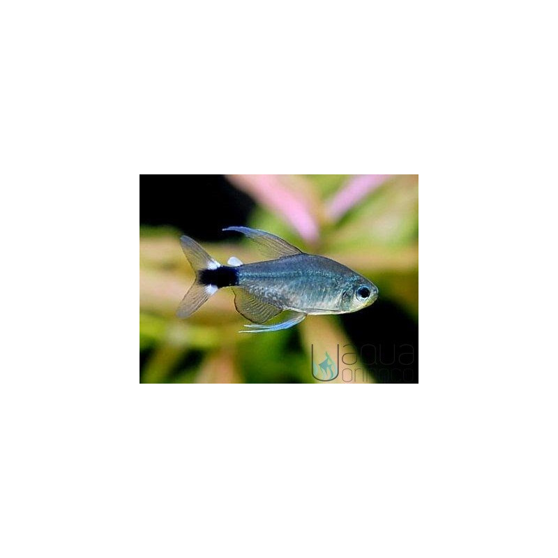 Tetra Kaiser 1.5-2cm - Hyphessobrycon elachys