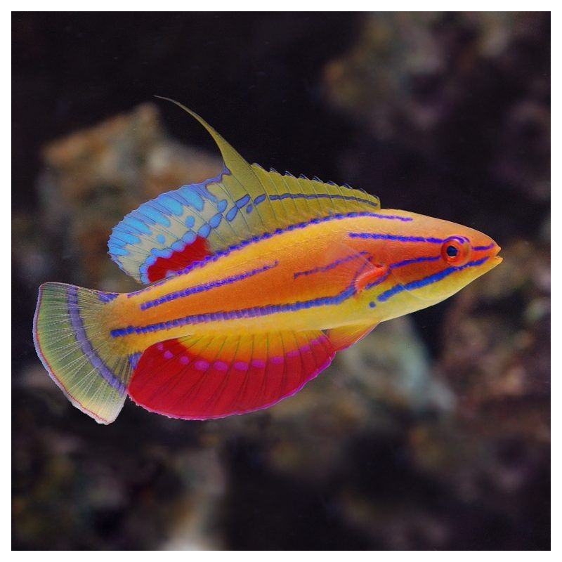 Paracheilinus mccoskeri - McCosker's Flasher Wrasse