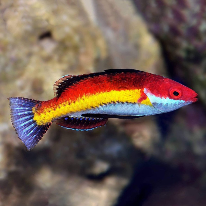 Cirrhilabrus naokoae - Naoko's Fairy Wrasse