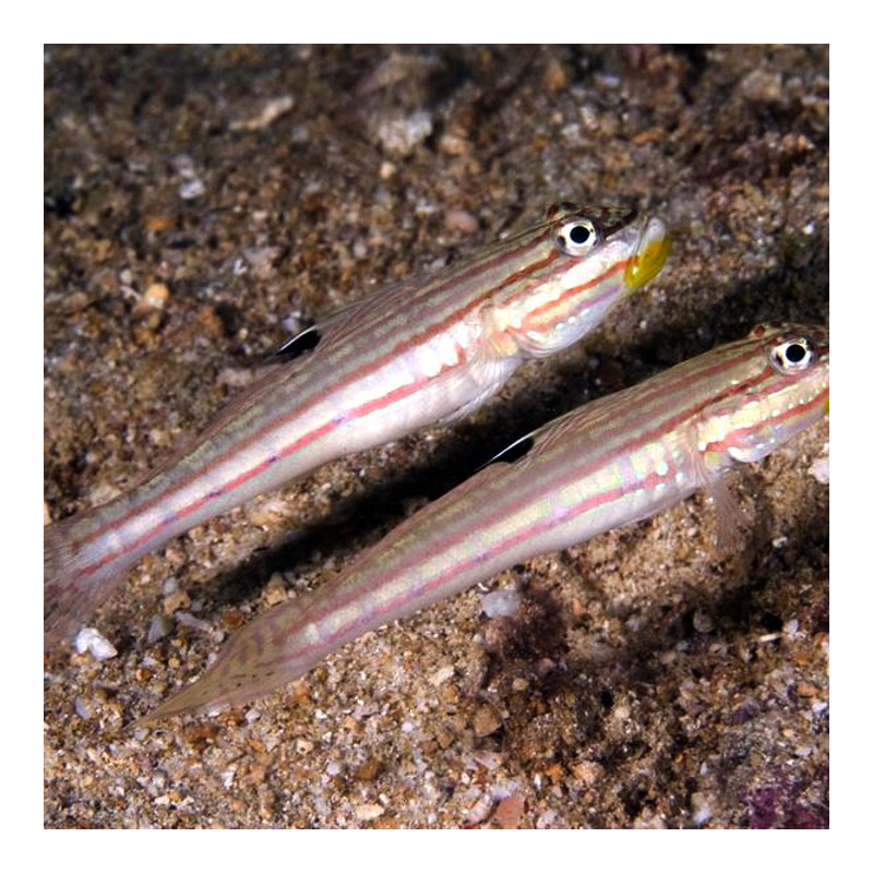 Valenciennea muralis - Crosshatch Goby