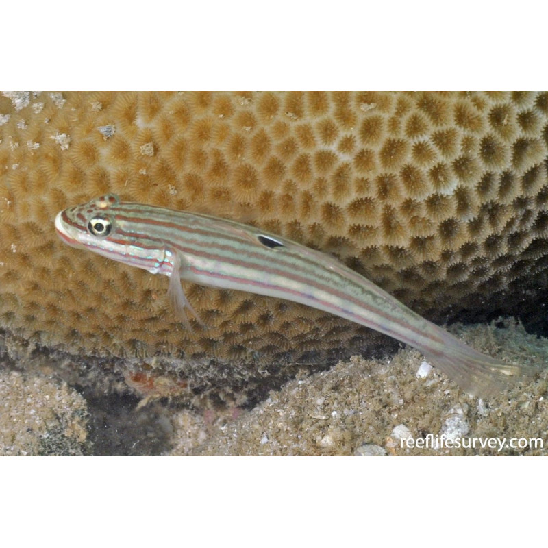 Valenciennea muralis - Crosshatch Goby