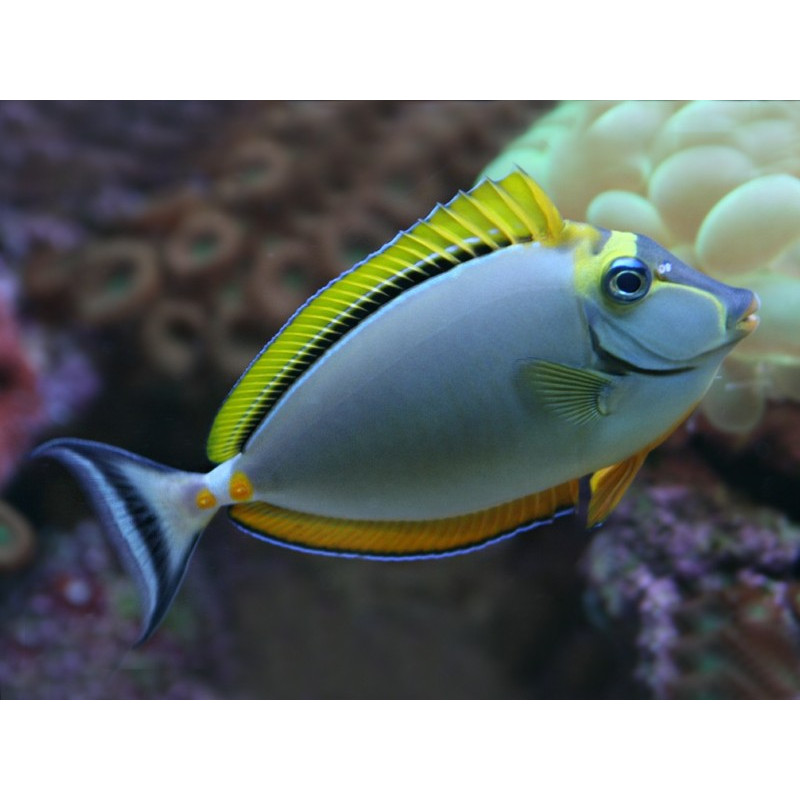 Naso elegans - Blonde Naso Tang