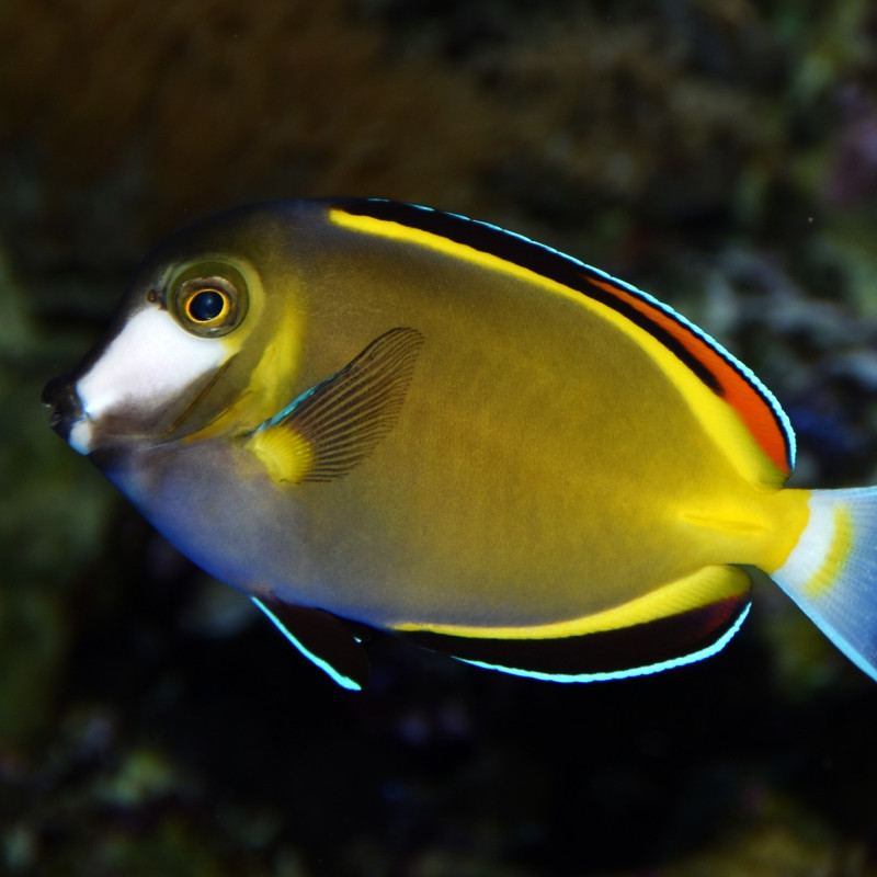 Acanthurus japonicus - Powder Brown Tang