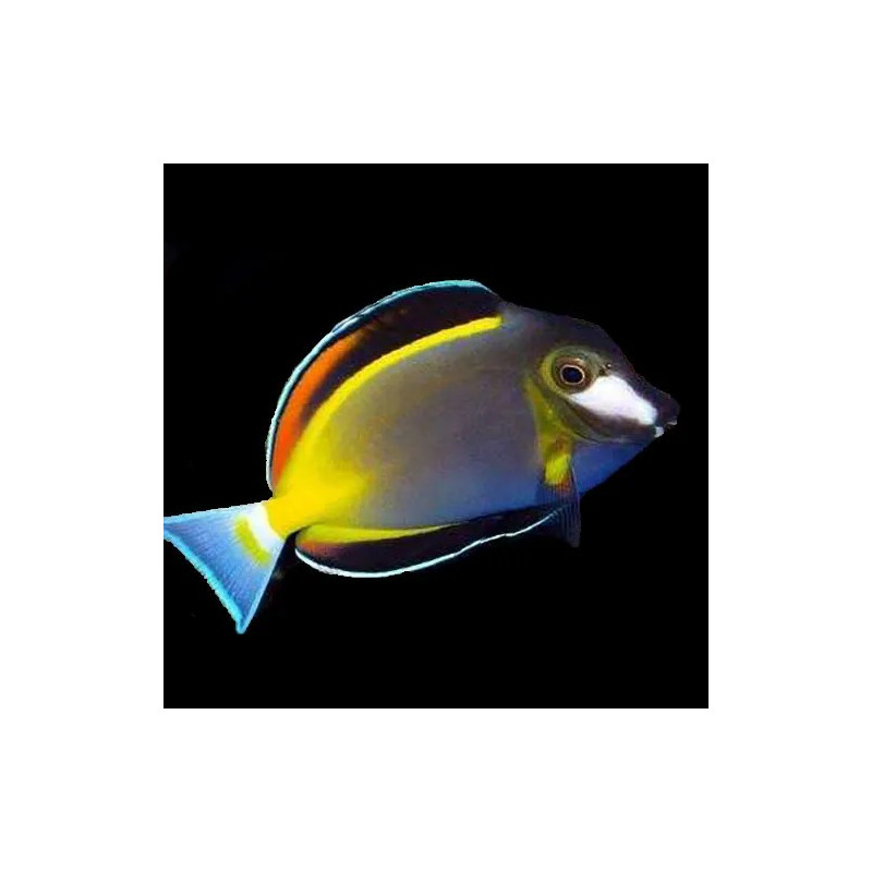 Acanthurus japonicus - Powder Brown Tang