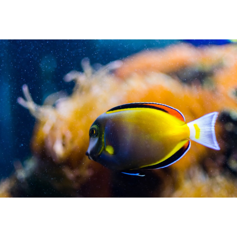 Acanthurus japonicus - Powder Brown Tang