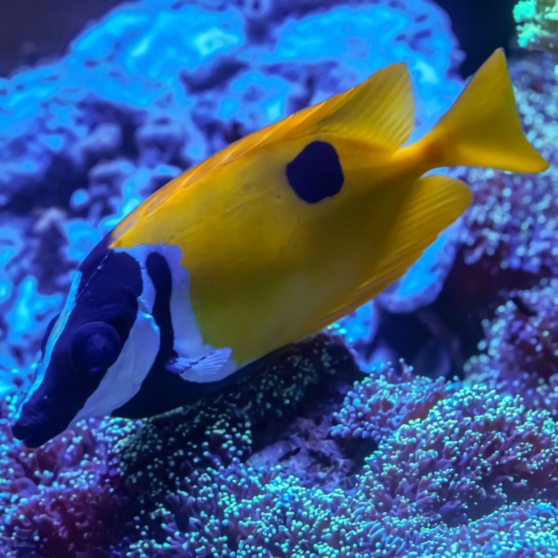 One Spot Foxface - Siganus unimaculatus One Spot Foxface - Siganus unimaculatus