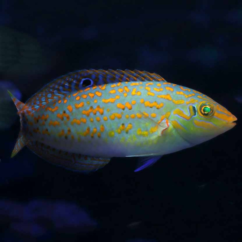 Halichoeres marginatus - Dusky Wrasse