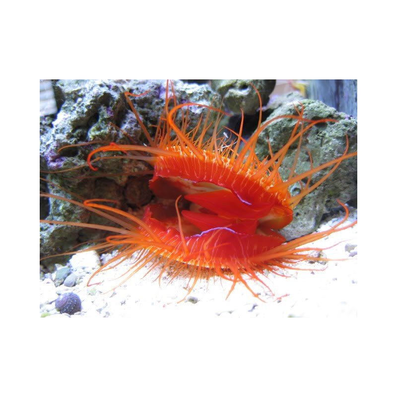 Ctenoides ales - Eletric Disco Scallop