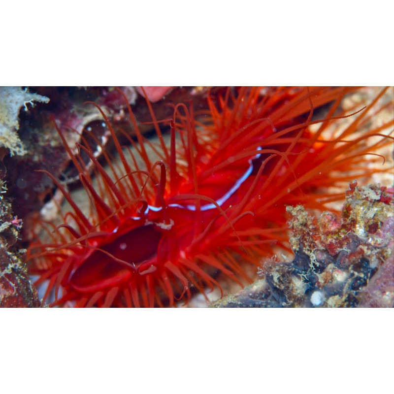 Ctenoides ales - Eletric Disco Scallop