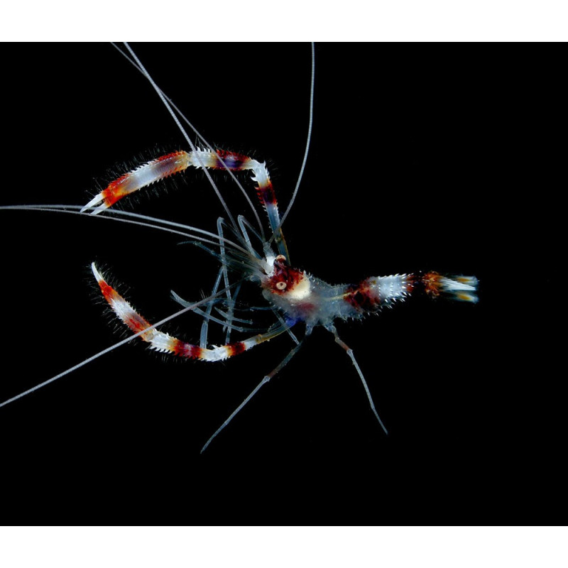 Lysmata amboinensis , Scarlet Skunk Cleaner Shrimp