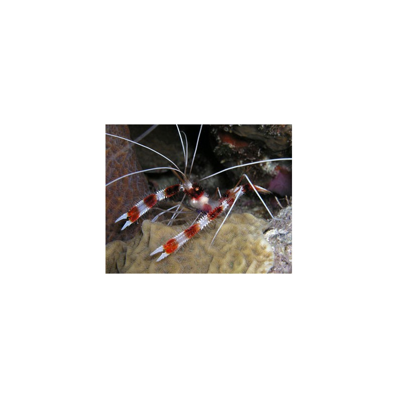 Lysmata amboinensis , Scarlet Skunk Cleaner Shrimp