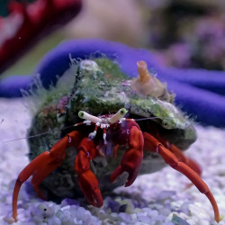 Paguristes cadenati - Rock Red Leg Hermit Crab Paguristes cadenati - Rock Red Leg Hermit Crab