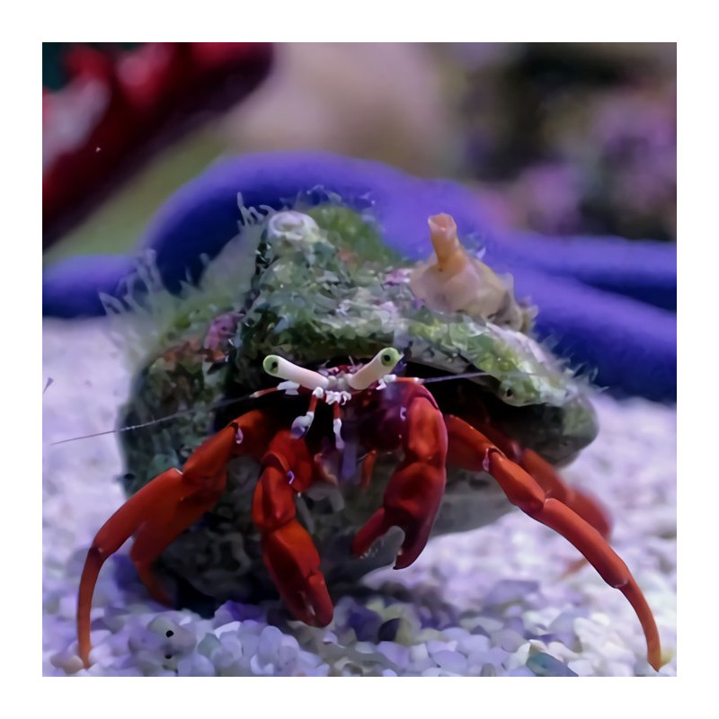 Paguristes cadenati - Rock Red Led Hermit Crab