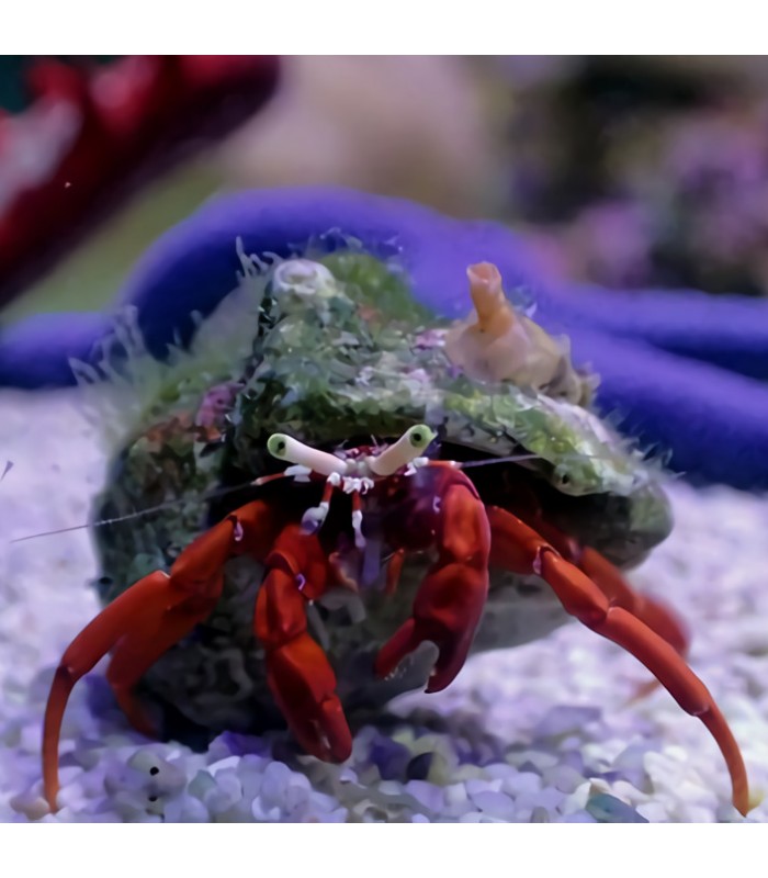 Paguristes cadenati - Rock Red Led Hermit Crab