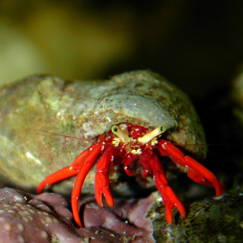 Paguristes cadenati - Rock Red Led Hermit Crab