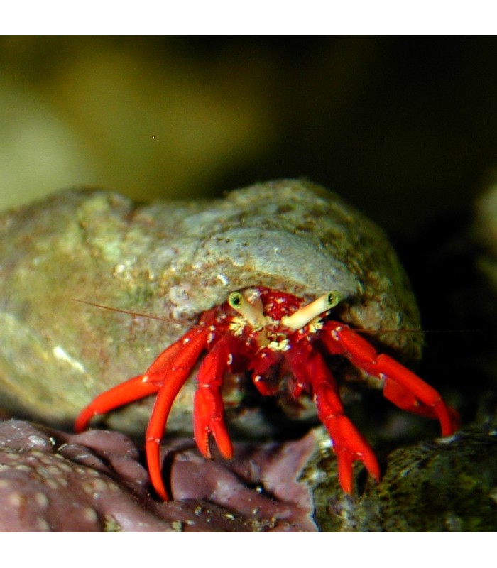 Paguristes cadenati - Rock Red Led Hermit Crab
