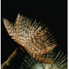 Sabellastarte sp. - Feather Duster Hawaiano