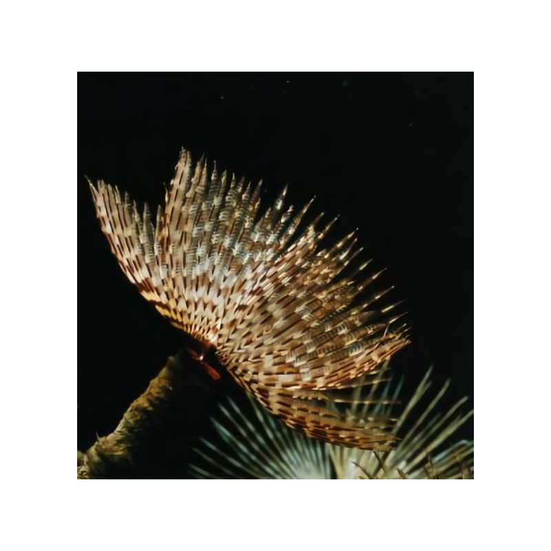 Sabellastarte sp. - Hawaiian Feather Duster