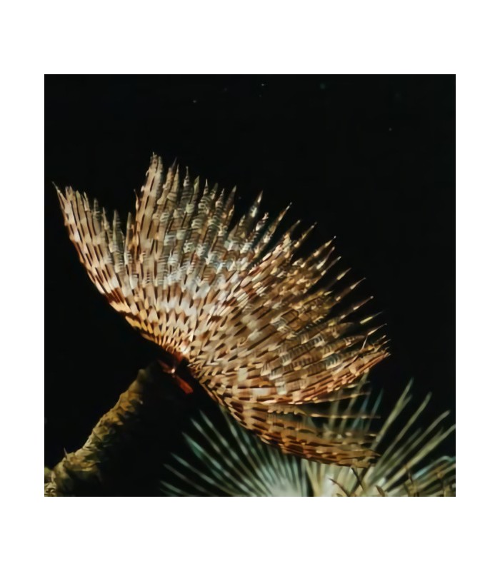 Sabellastarte sp. - Feather Duster Hawaiano