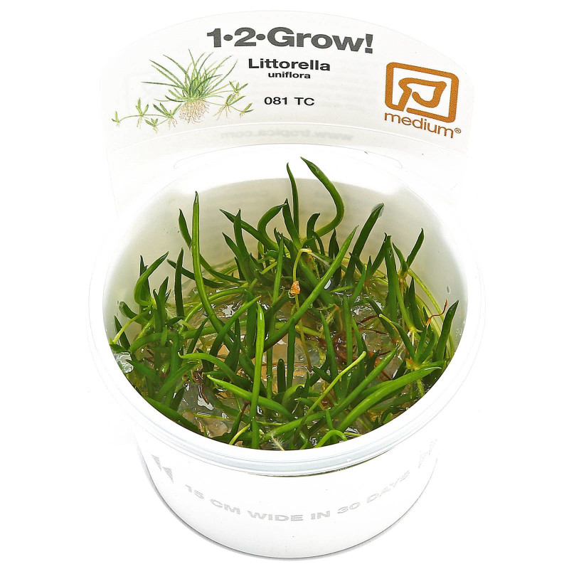 Littorella Uniflora - in-vitro
