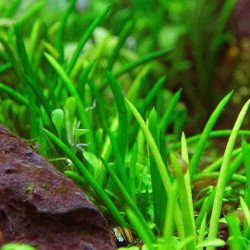 Littorella Uniflora - in-vitro