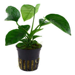 Anubias barteri caladiifolia Anubias barteri caladiifolia