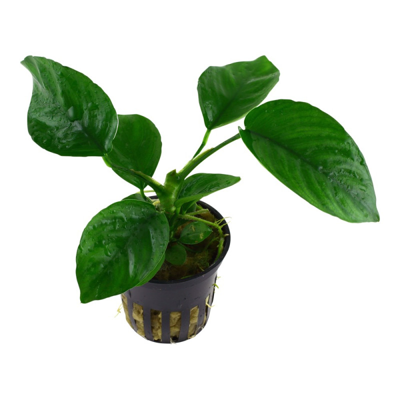 Anubias barteri caladiifolia