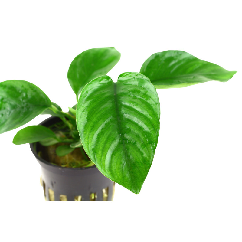 Anubias barteri caladiifolia