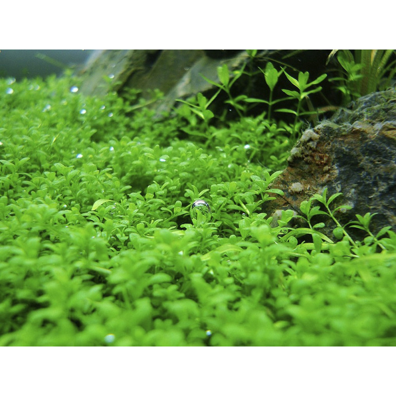 Micranthemum MonteCarlo - In Vitro - Dennerle