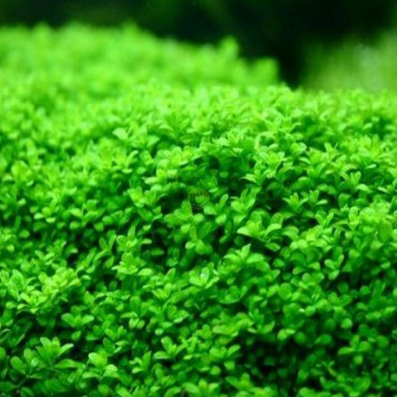 Micranthemum MonteCarlo - In Vitro - Dennerle