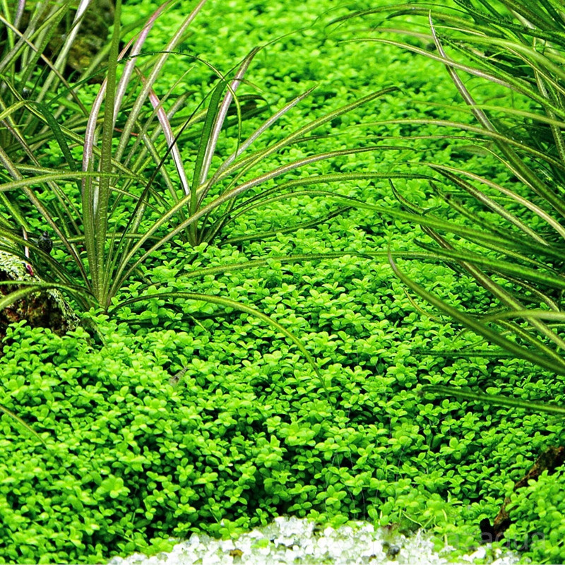 Micranthemum MonteCarlo - In Vitro - Dennerle