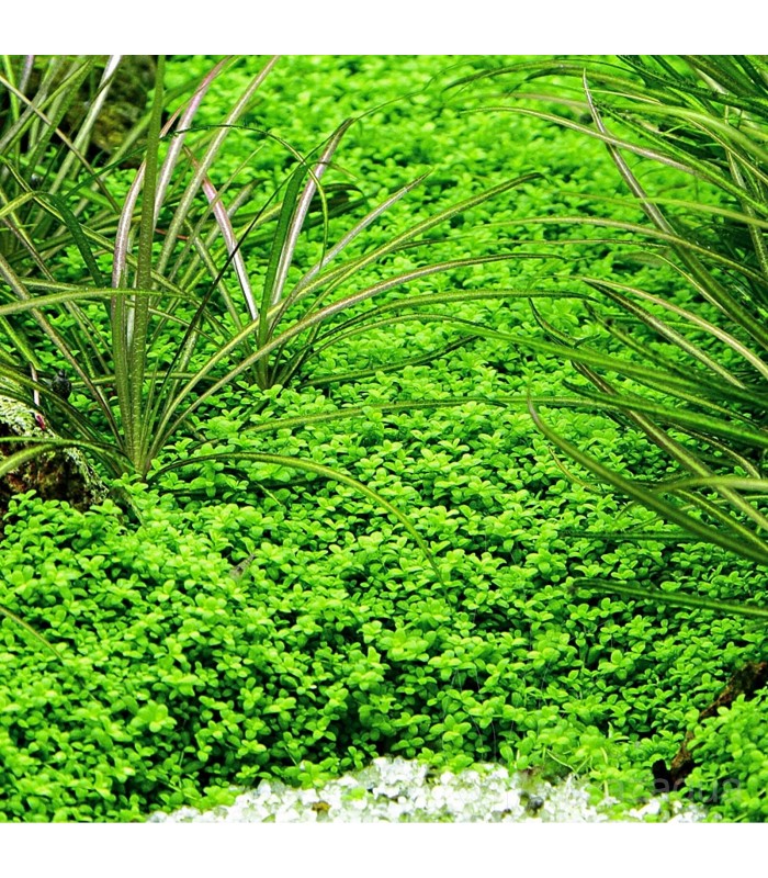 Micranthemum MonteCarlo - In Vitro - Dennerle