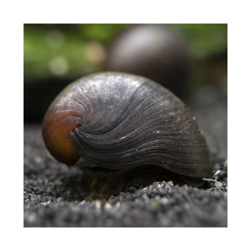 5x Military Helmet Snail - Neritina pulligera