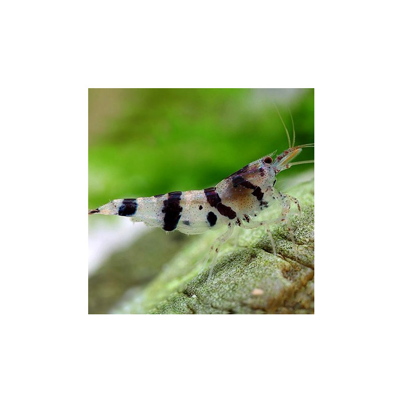 Raccoon Tiger Shrimp - Caridina spec.