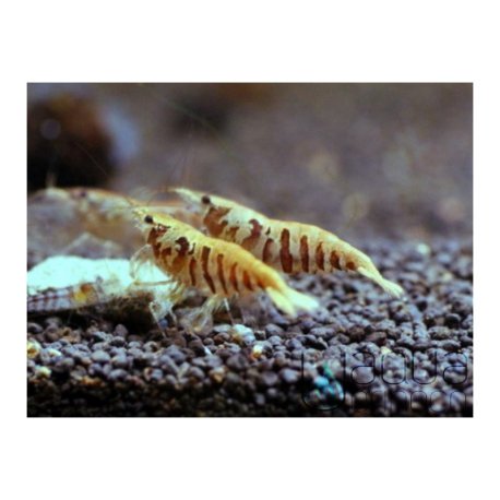 10x Caridina cf. babaulti Stripes