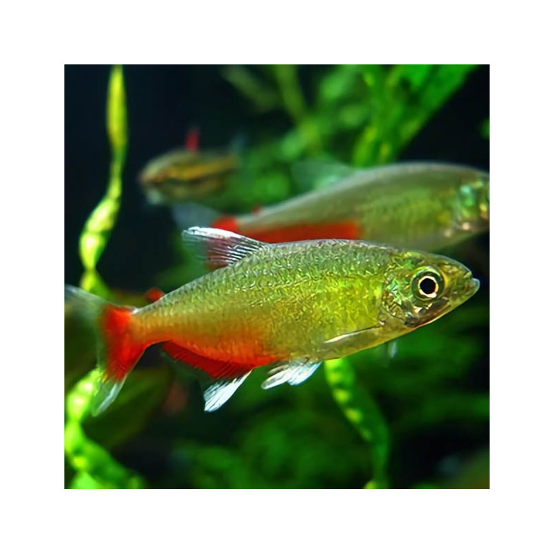 20x Tetra Green Fire - Aphyocharax rathbuni