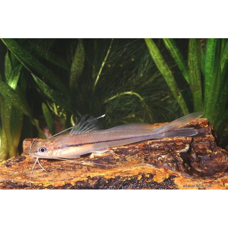 Rasbora enano - Boraras maculatus