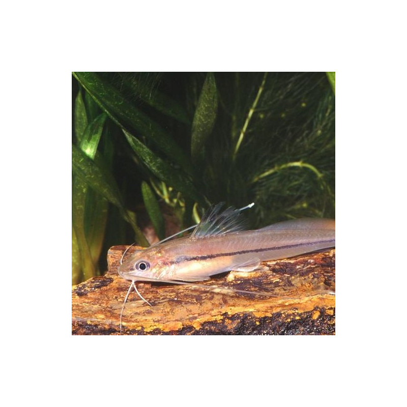 Rasbora enano - Boraras maculatus